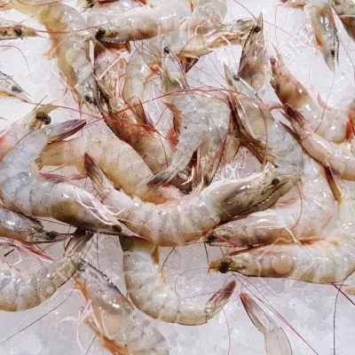 Karkaleca të freskët apo të ngrirë?